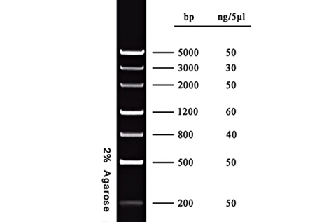 DNA ladder(200~5000bp)