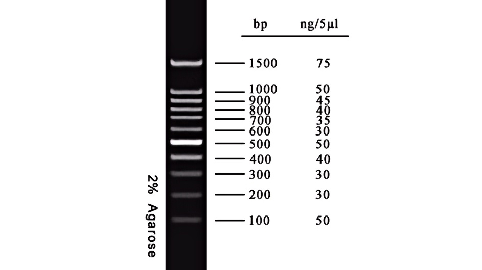 DNA Marker(100~1500bp) DNA Marker(100~1500bp)