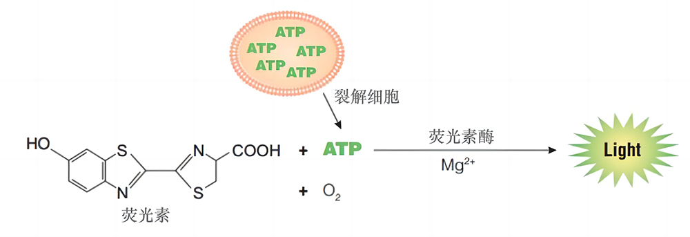 细胞活力快速检测试剂盒(ATP发光法) 细胞活力快速检测试剂盒(ATP发光法)