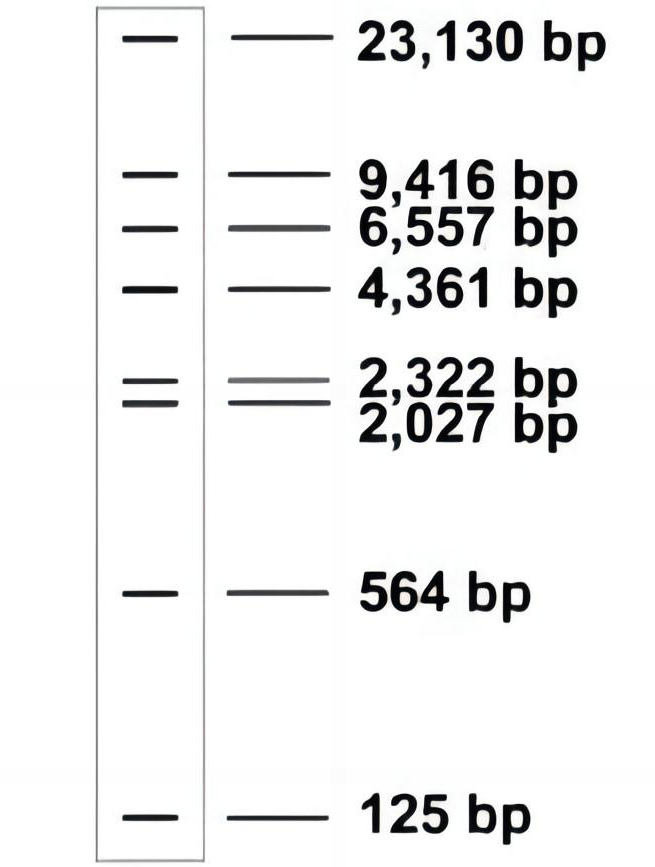 Southern专用DNA Marker(生物素标记) Southern专用DNA Marker(生物素标记)
