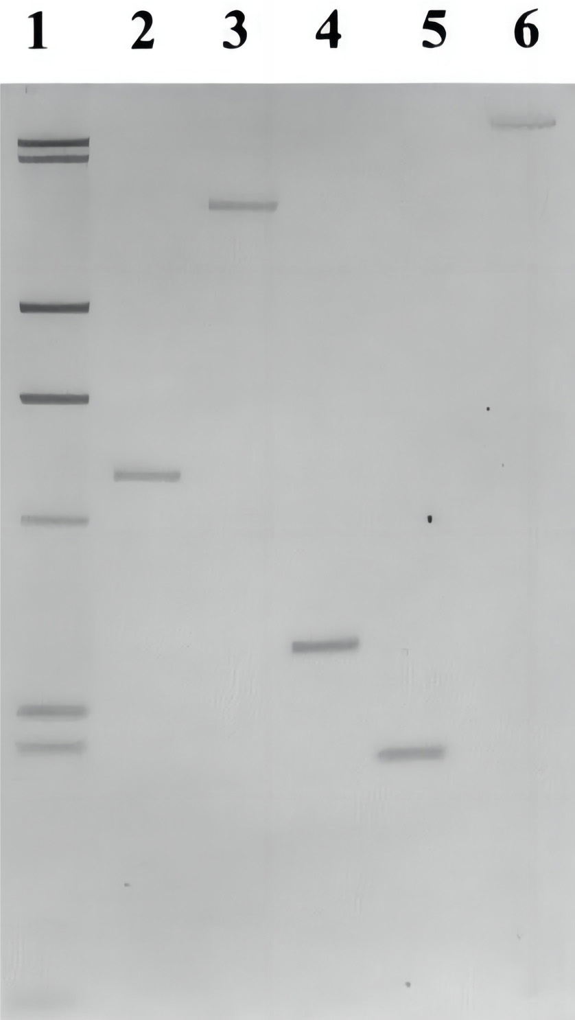 Southern专用DNA Marker(DIG标记) Southern专用DNA Marker(DIG标记)