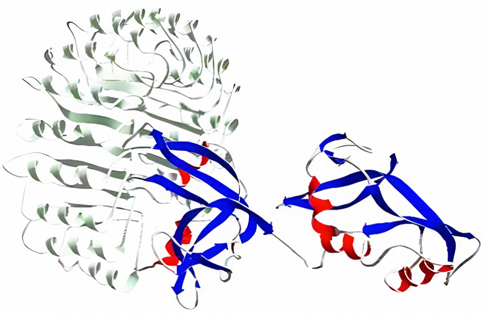 RNase inhibitor-RNase A复合物的三维结构图 RNase inhibitor-RNase A复合物的三维结构图