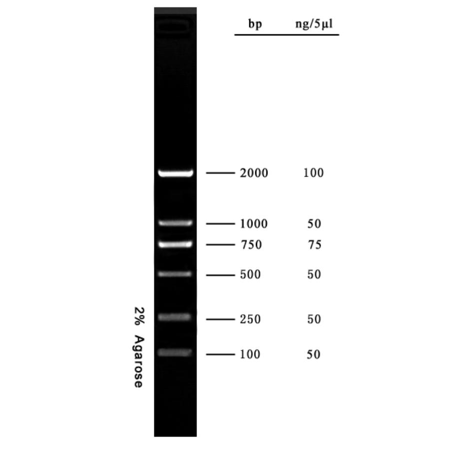 DNA marker(100~2000bp) DNA marker(100~2000bp)