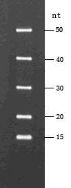 miRNA Ladder(15~50nt) miRNA Ladder(15~50nt)
