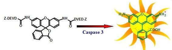 Caspase 3/7活性细胞凋亡检测试剂盒(绿色荧光) Caspase 3/7活性细胞凋亡检测试剂盒(绿色荧光)