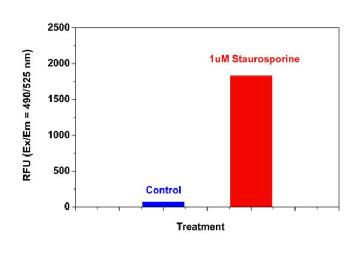 Caspase 8活性细胞凋亡检测试剂盒(绿色荧光) Caspase 8活性细胞凋亡检测试剂盒(绿色荧光)