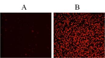 Annexin V-iFluor 594细胞凋亡检测试剂盒 Annexin V-iFluor 594细胞凋亡检测试剂盒