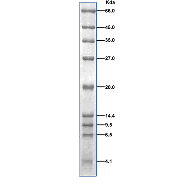 低分子量蛋白Marker(4.1~66kDa)图片 低分子量蛋白Marker(4.1~66kDa)图片