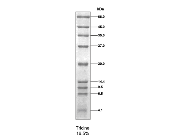 低分子量蛋白Marker(4.1~66kDa) 低分子量蛋白Marker(4.1~66kDa)