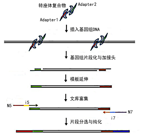 Illumina测序文库制备试剂盒
