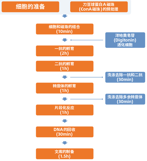 CUT&Tag试剂盒 CUT&Tag试剂盒