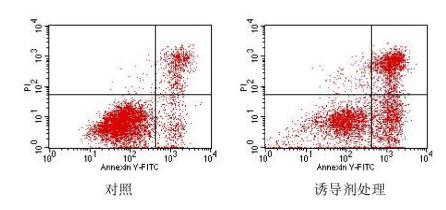 细胞凋亡检测试剂盒(Annexin V-FITC/PI双染) 细胞凋亡检测试剂盒(Annexin V-FITC/PI双染)