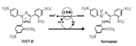 细胞增殖检测试剂盒(CCK-8法) 细胞增殖检测试剂盒(CCK-8法)