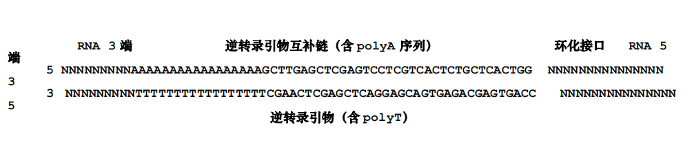 环状RACE试剂盒(3'和5')