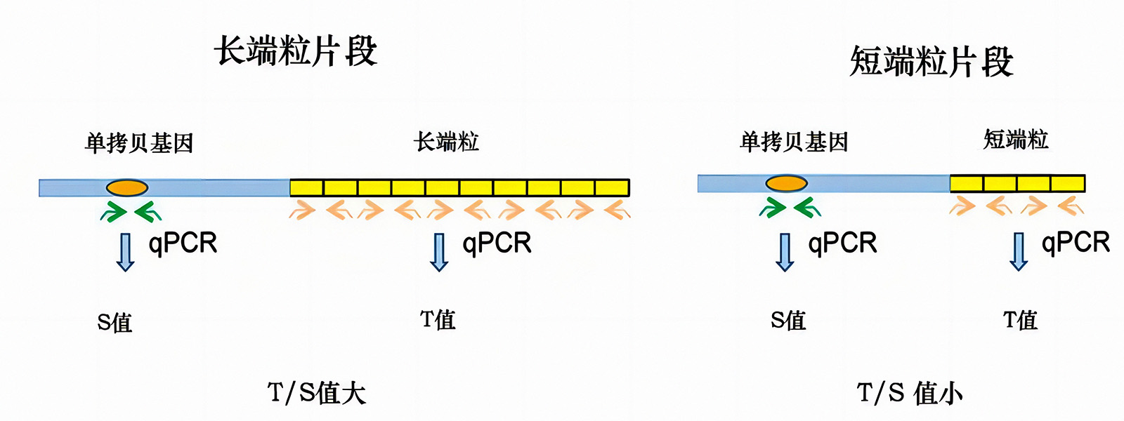 人端粒长度检测试剂盒 人端粒长度检测试剂盒