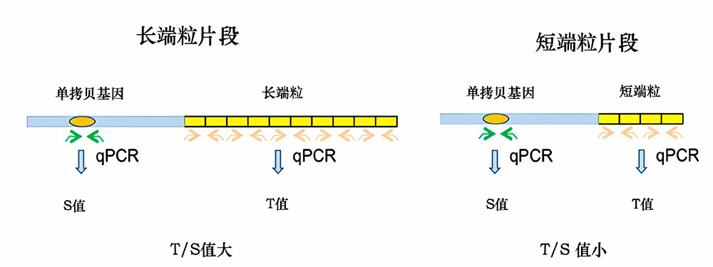小鼠端粒长度检测试剂盒 小鼠端粒长度检测试剂盒