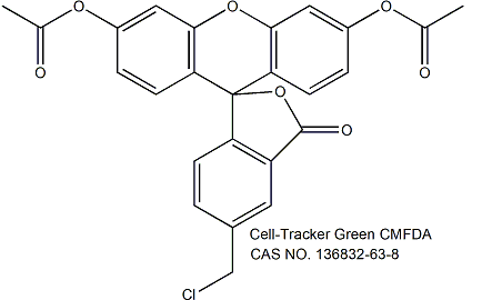 活细胞示踪探针(CMFDA)