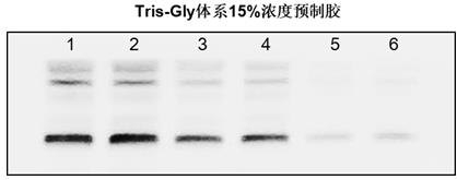 Tris-Gly蛋白预制胶(8%,10孔)