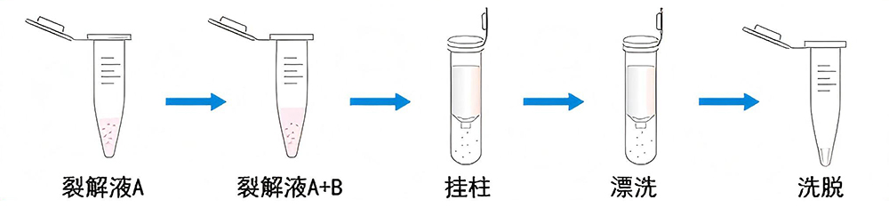 RNA极速提取试剂盒(5分钟)流程图