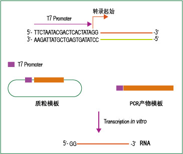 T7 RNA体外合成试剂盒