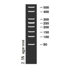 DNA Marker(50~500bp) DNA Ladder(50~500bp)