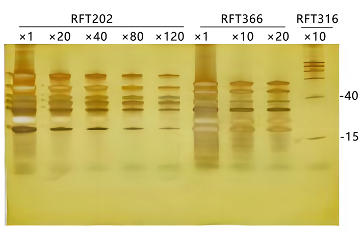 单链DNA Ladder(20～75nt)