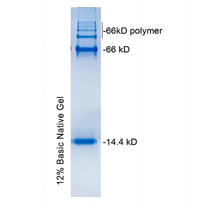 非变性碱性蛋白Marker(14.4kD和66kD) 非变性碱性蛋白Marker(14.4kD和66kD)