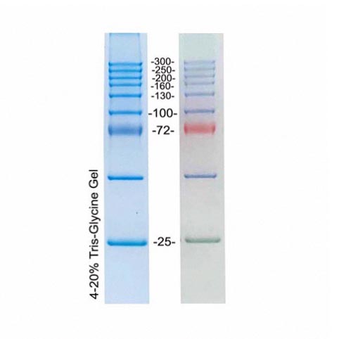 高分子量蛋白Marker(25~300kD,三色预染) 高分子量蛋白Marker(25~300kD,三色预染)