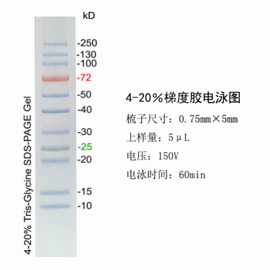 宽分子量蛋白Marker(10~250kD,三色预染) 宽分子量蛋白Marker(10~250kD,三色预染)