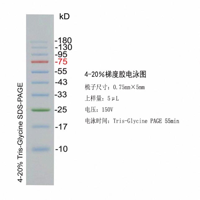 宽分子量蛋白Marker(10～180kD，三色预染)