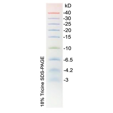 超低分子量蛋白Marker(3~40kD,彩虹预染) 超低分子量蛋白Marker(3~40kD,彩虹预染)