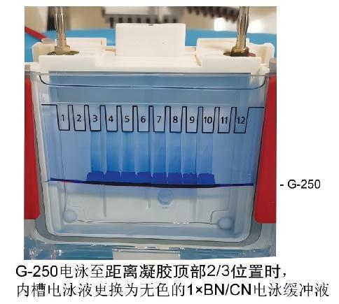 Blue/Clear非变性凝胶电泳试剂盒(U型板4～16%预制胶)