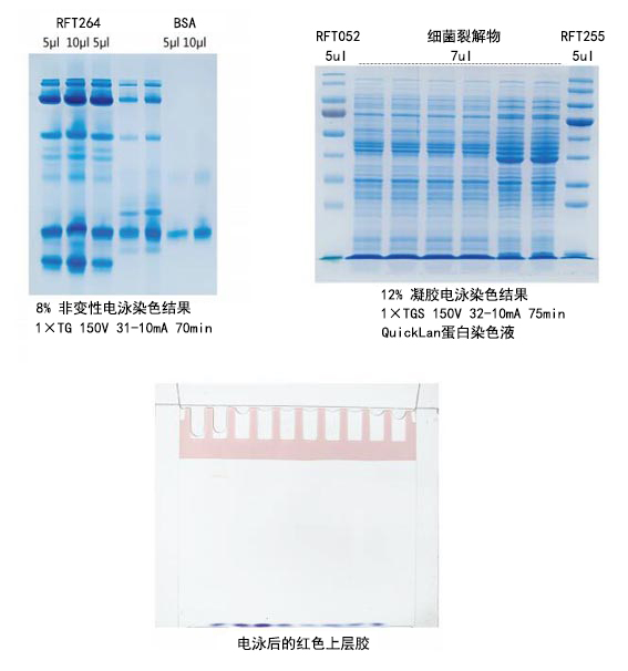彩色PAGE胶快速制备试剂盒(6%分离胶) 彩色PAGE胶快速制备试剂盒(6%分离胶)