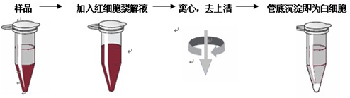 红细胞裂解液