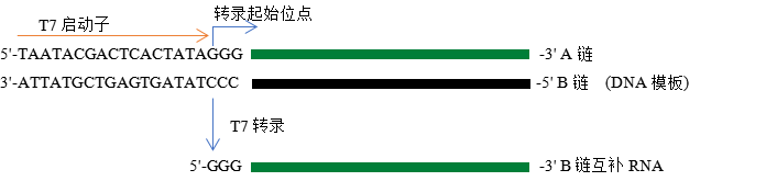 高效T7 RNA体外合成试剂盒