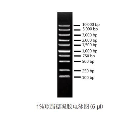 Super DNA Ladder(100bp~100kb) Super DNA Ladder(100bp~100kb)