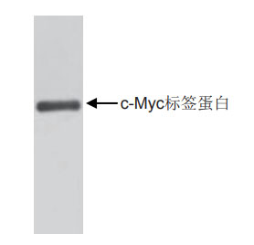 抗c-Myc标签单克隆抗体 抗c-Myc标签单克隆抗体