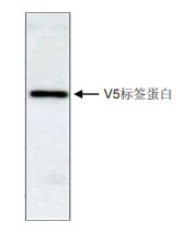 抗V5标签单克隆抗体 抗V5标签单克隆抗体