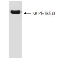 抗GFP标签单克隆抗体 抗GFP标签单克隆抗体