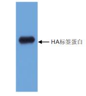 抗HA标签单克隆抗体 抗HA标签单克隆抗体