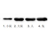 抗GAPDH单克隆抗体 抗GAPDH单克隆抗体