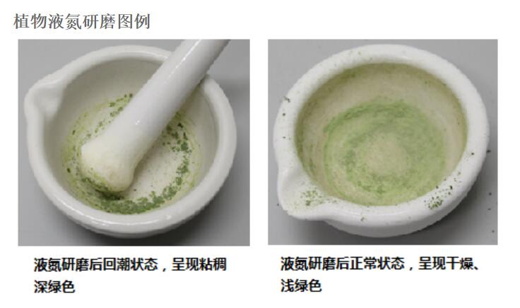植物液氮研磨图例 植物液氮研磨图例