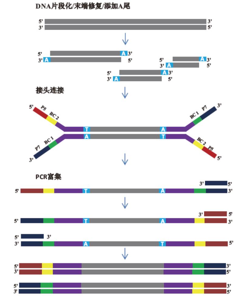 DNA文库构建试剂盒（illumina)工作原理