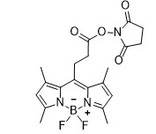 BODIPY 493/503-NHS酯