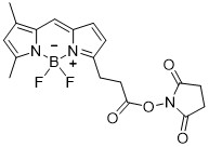 BODIPY FL-NHS酯