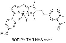 BODIPY TMR-NHS酯