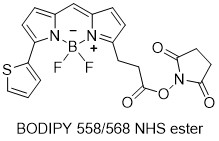 BODIPY 558/568-NHS酯