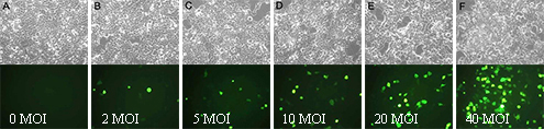 Ad-GFP-LC3B