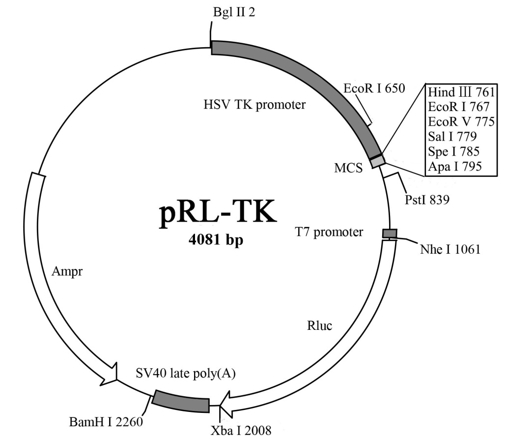 pRL-TK报告基因质粒图谱 pRL-TK报告基因质粒图谱