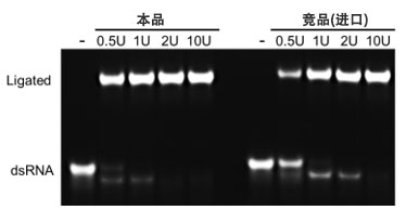 T4 RNA连接酶II T4 RNA连接酶II